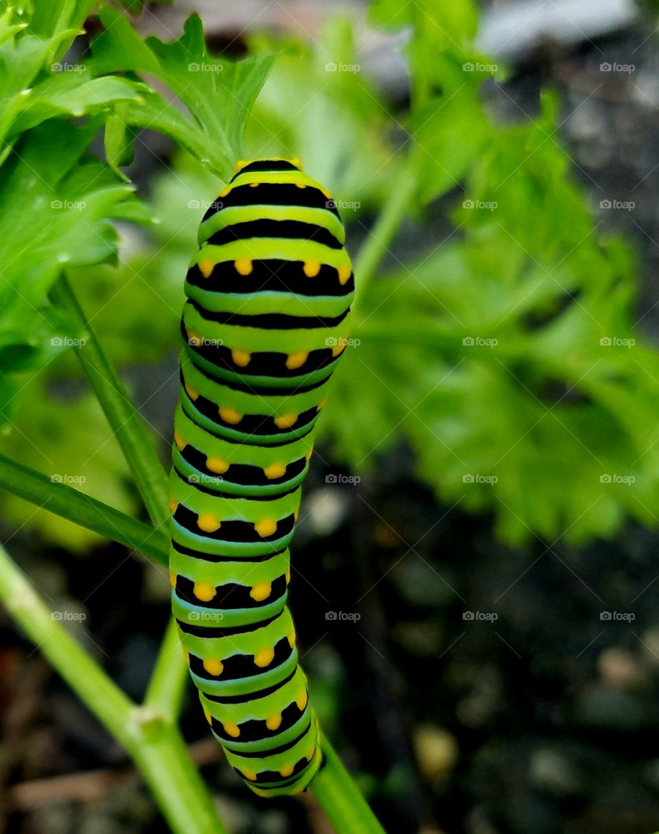 caterpillar eatimg parsley