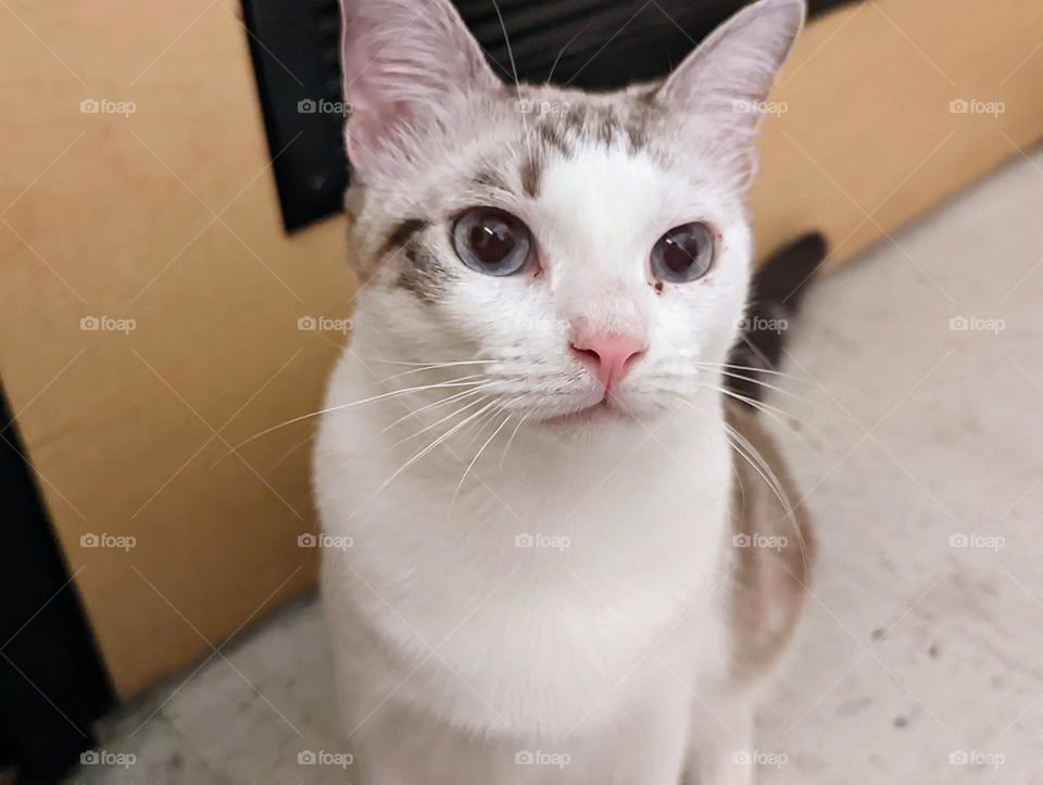 Every day is Caturday