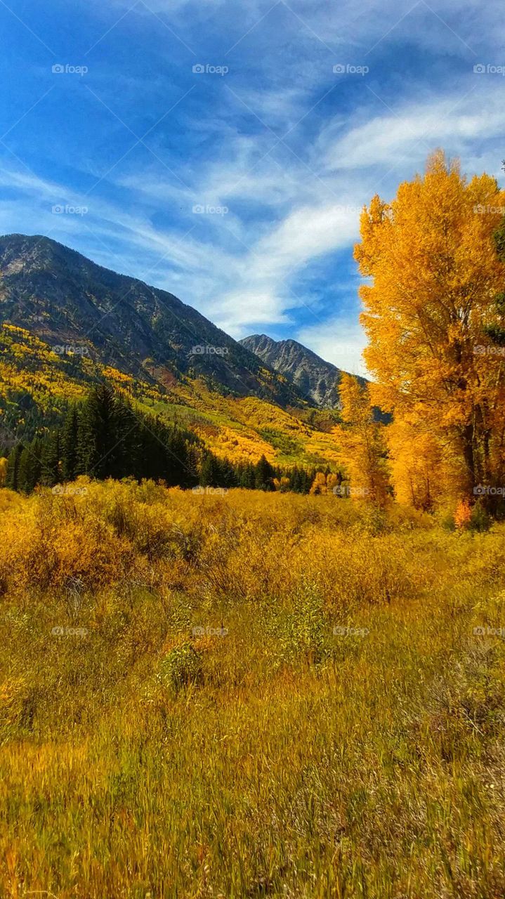 Majestic Rocky Mountains adorned in Gold on a beautiful fall day.