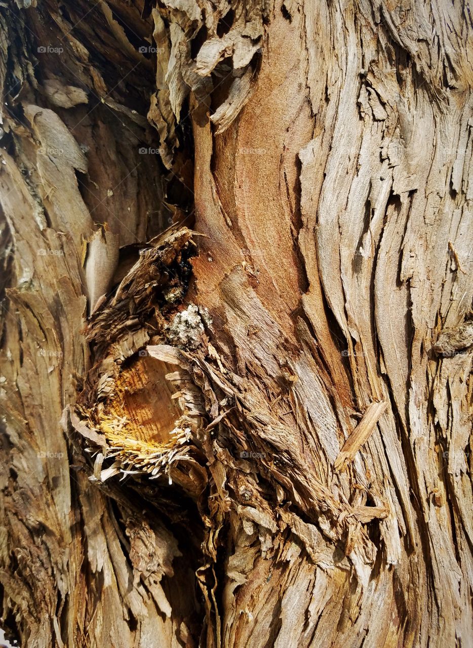 Peeling Bark