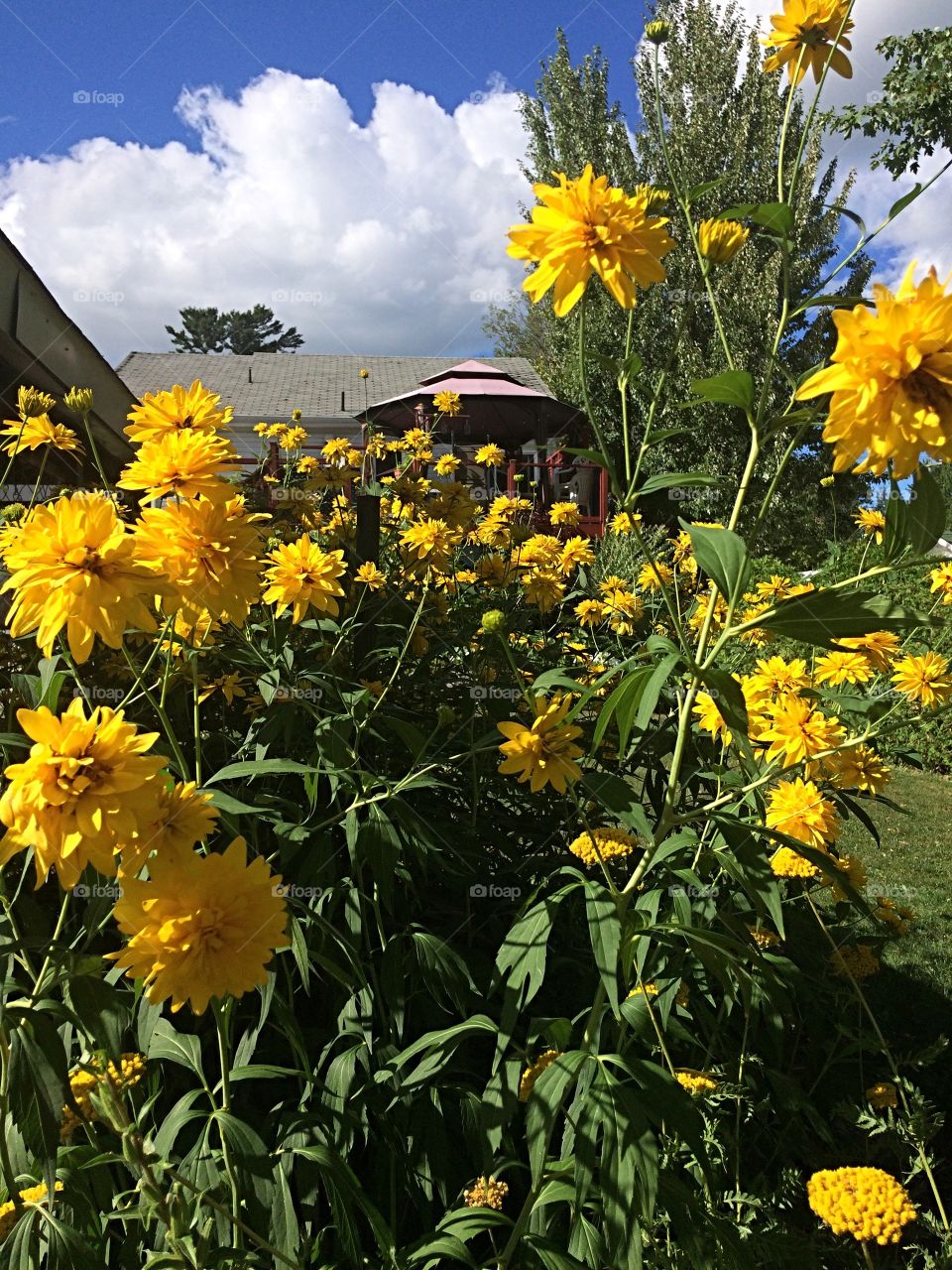 Yellow flowers blooming in garden