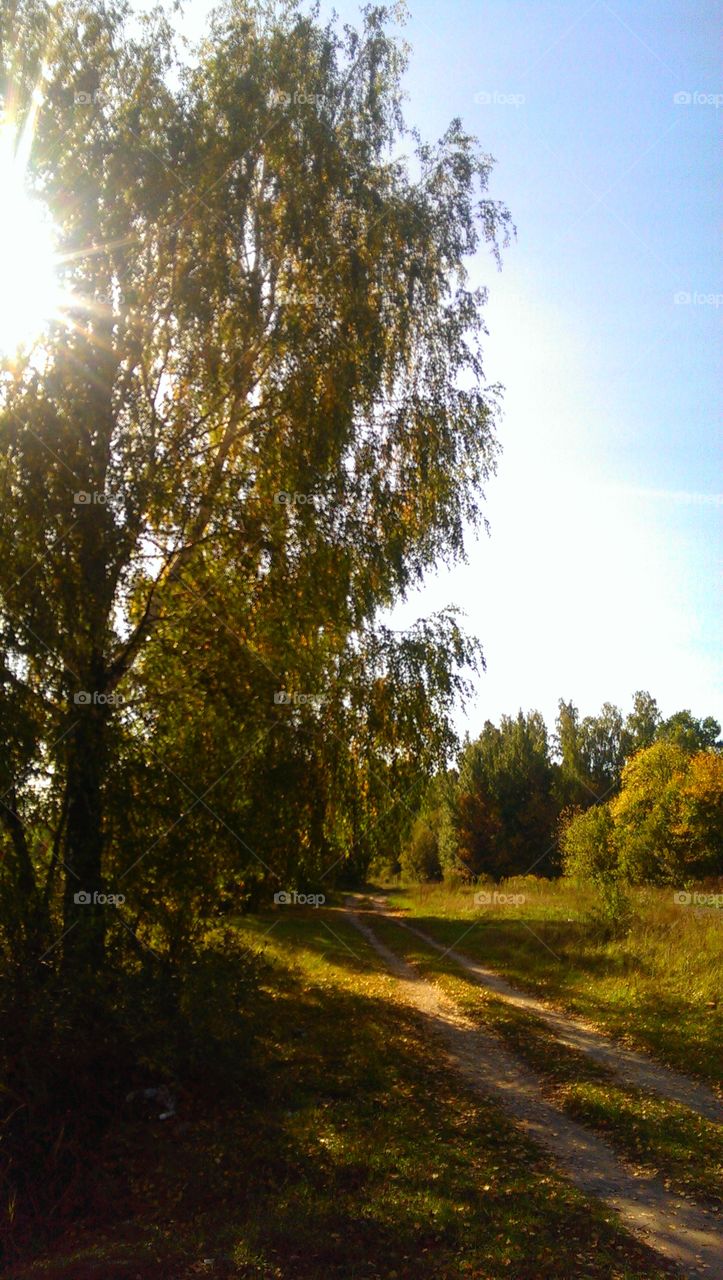 Sunday. sun day trees nature forest