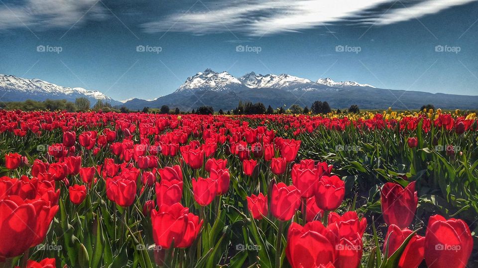 tulip field