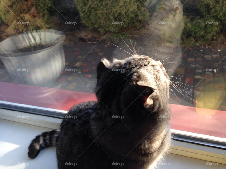 Mammal, No Person, Portrait, Cat, Water