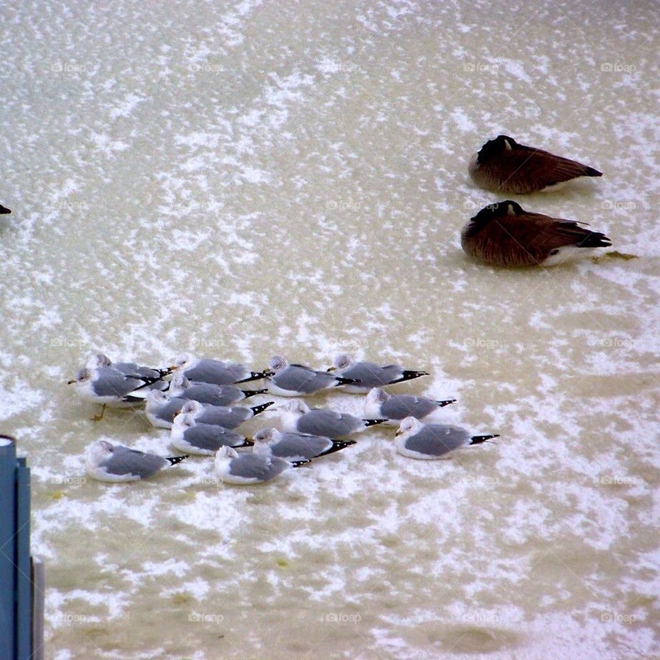 Seagulls napping on the ice, western michigan 