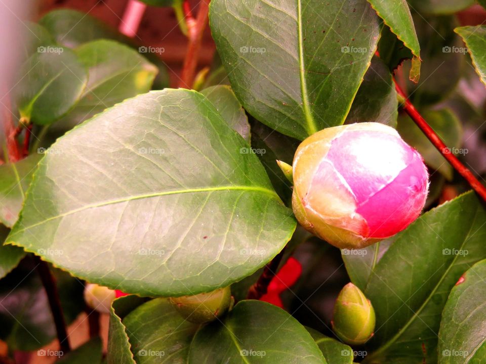 Camellia bud