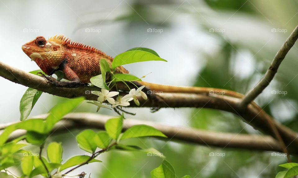 All in the detail... Caught this "lil red dragon" in my backyard chilling. Shall we call him Mushu?

Shot with: EOS 80D+EF400mm, f/2.8L, ISO 200, t1/2000

#Canon #EOS #CanonMalaysia #CanonMY #80D #EF400mm #backyard #kkcity #sabah