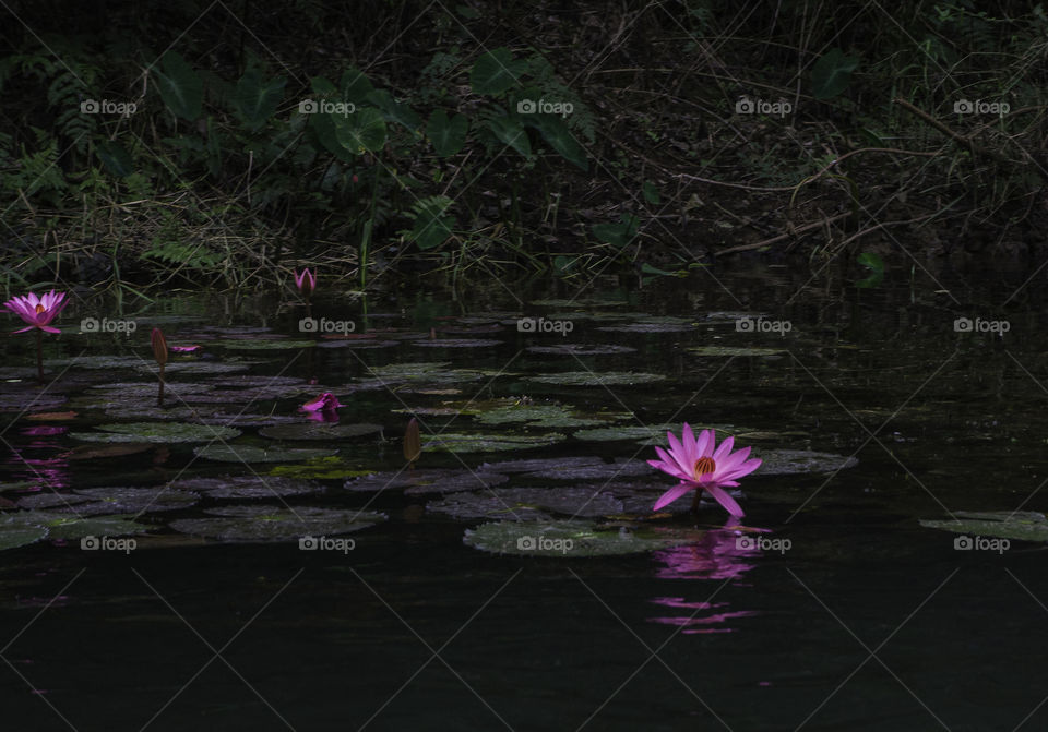 Lotus flowers on Tràng an lake.
