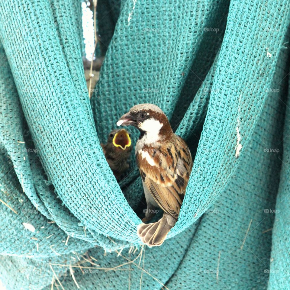 feeding baby sparrow.