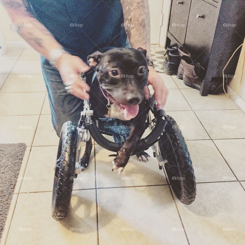 Special needs puppy being fitted for wheeled dog cart to aid in mobility 
