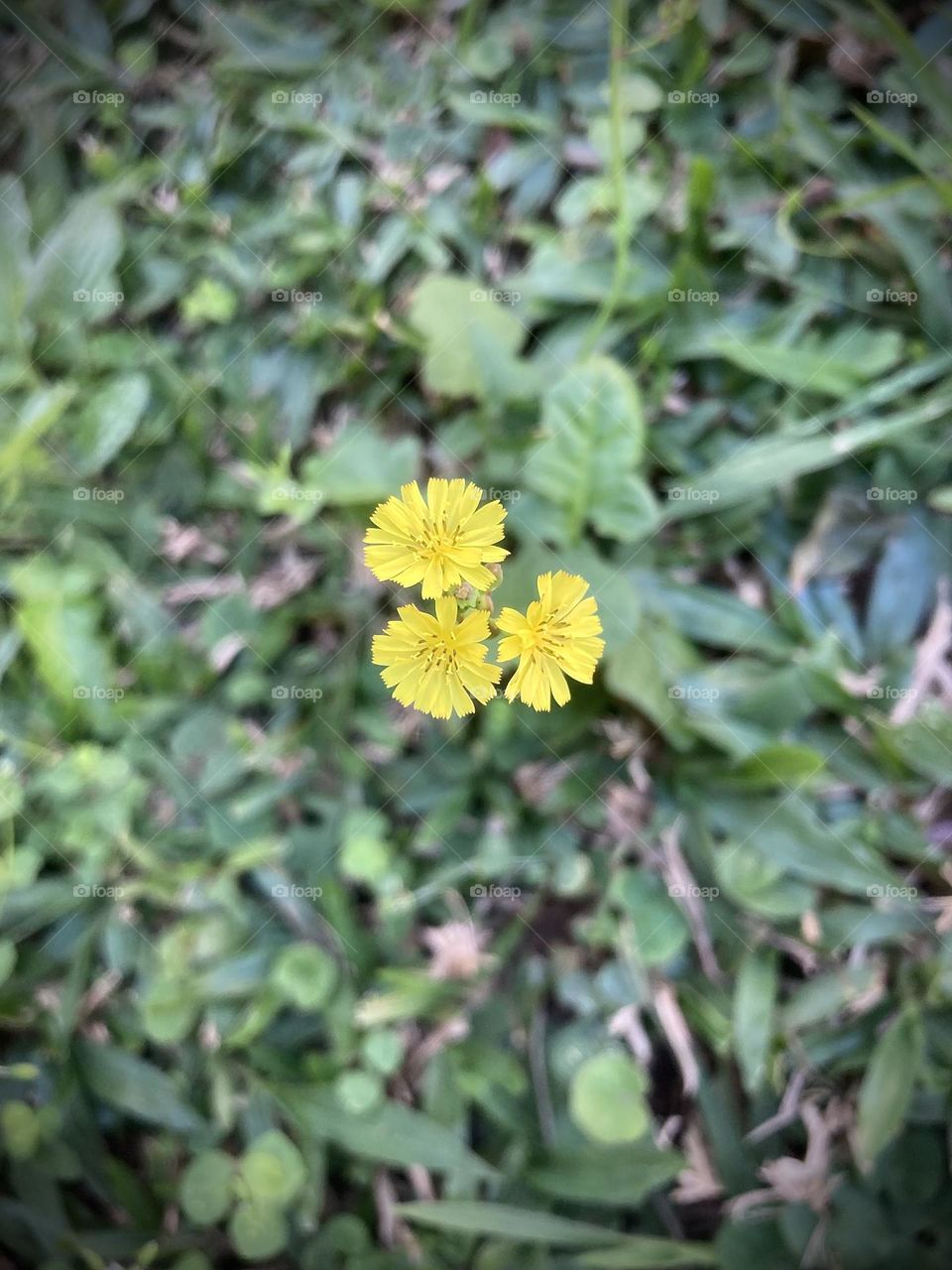 🌹 🇺🇸 Very beautiful flowers to brighten our day.  Live nature and its beauty. Did you like the delicate petals? / 🇧🇷 Flores muito bonitas para alegrar nosso dia. Viva a natureza e sua beleza. Gostaram das pétalas delicadas? 