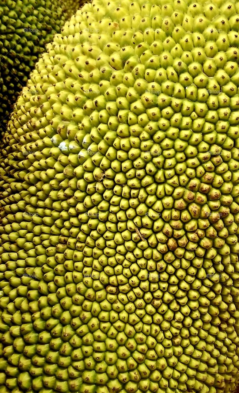 Texture green jeckfruit