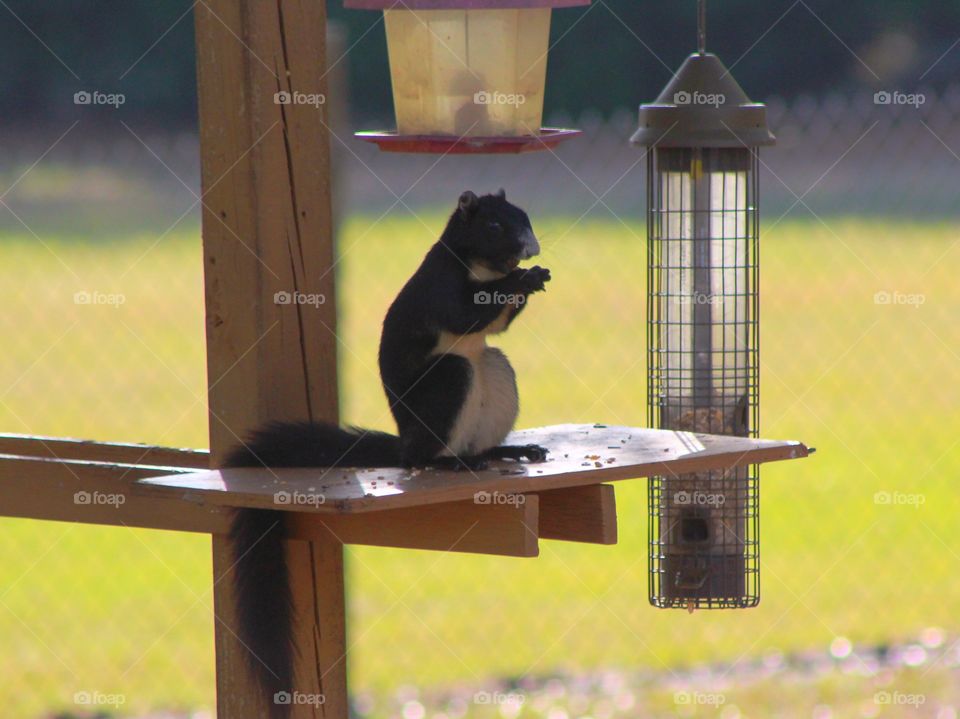 Black Fox Squirrel at bird feeder