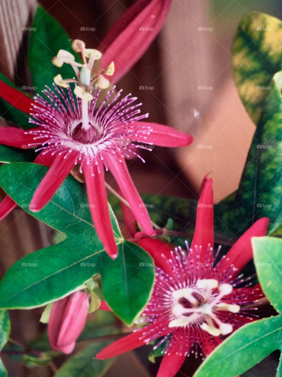 Passion Flower