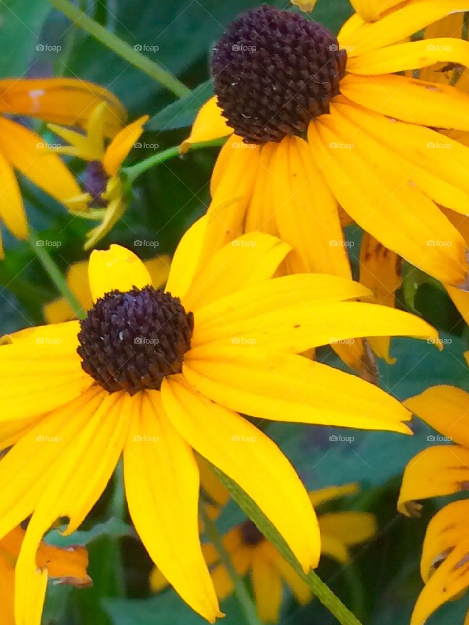 Pretty yellow flowers