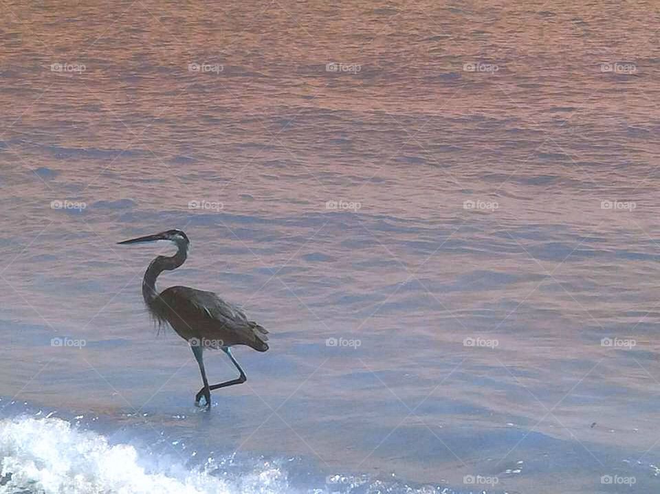 Heron bird wading along sea shore 