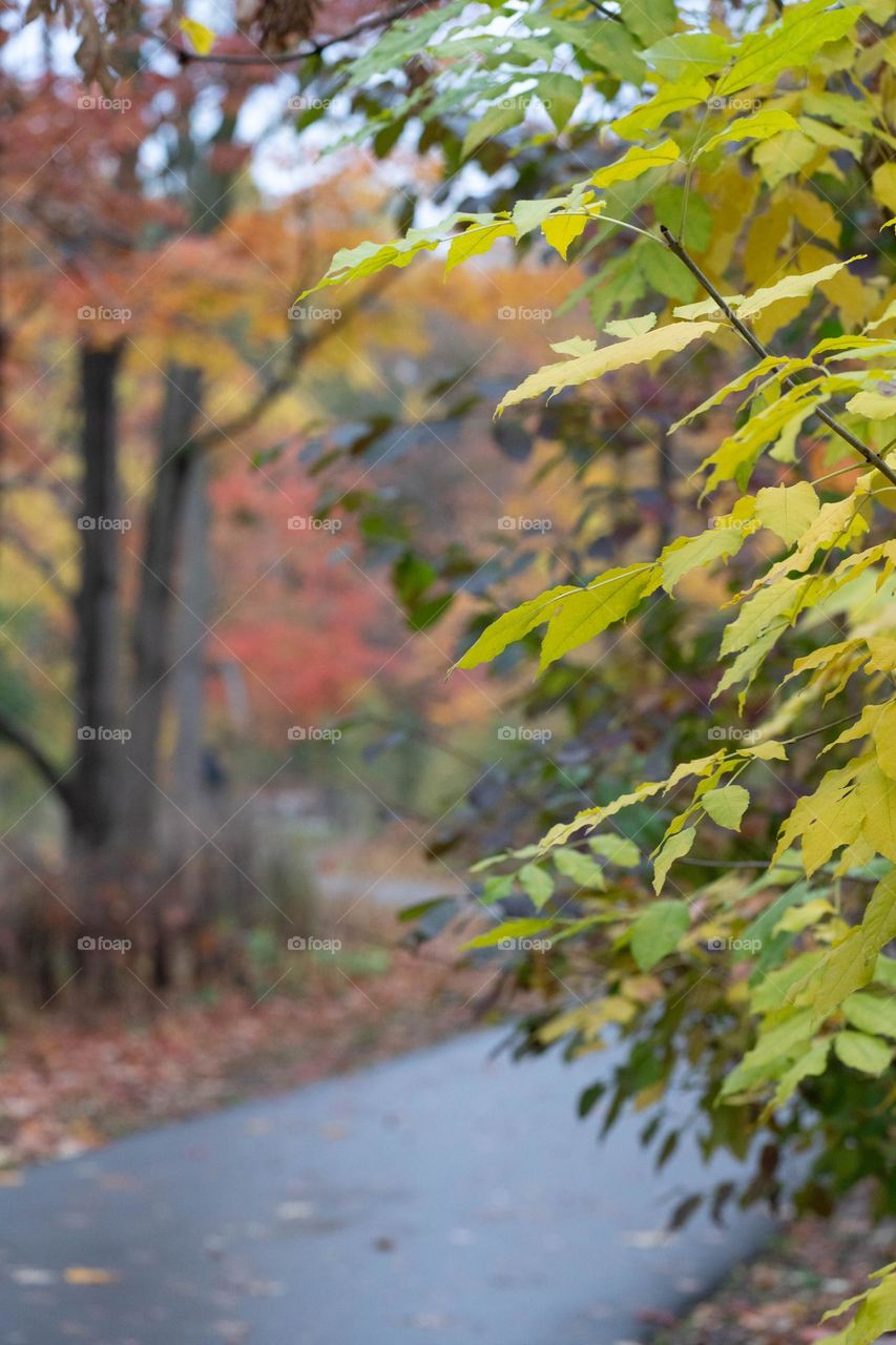 nature is beautiful especially during the fall and autumn season.