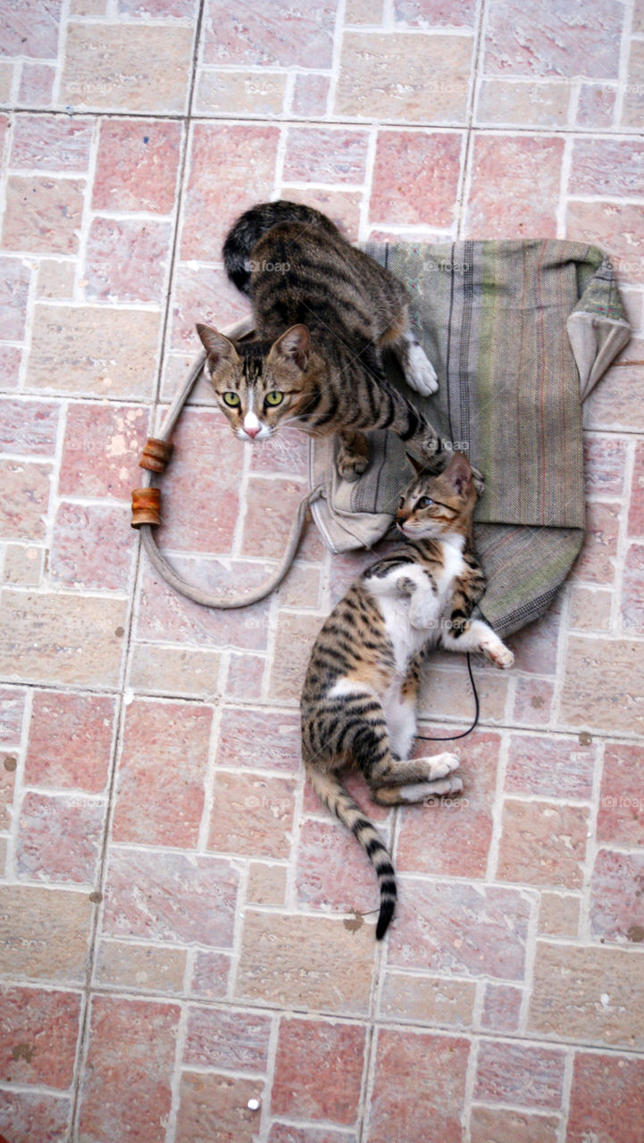 Catty and kitten family time