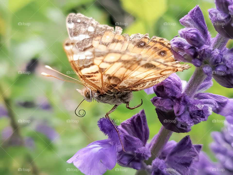 Faded American Lady butterfly stepping down on purple flowers.