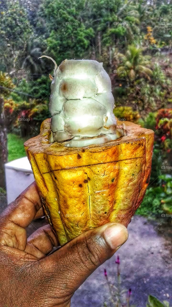 cocoa chocolate fruit