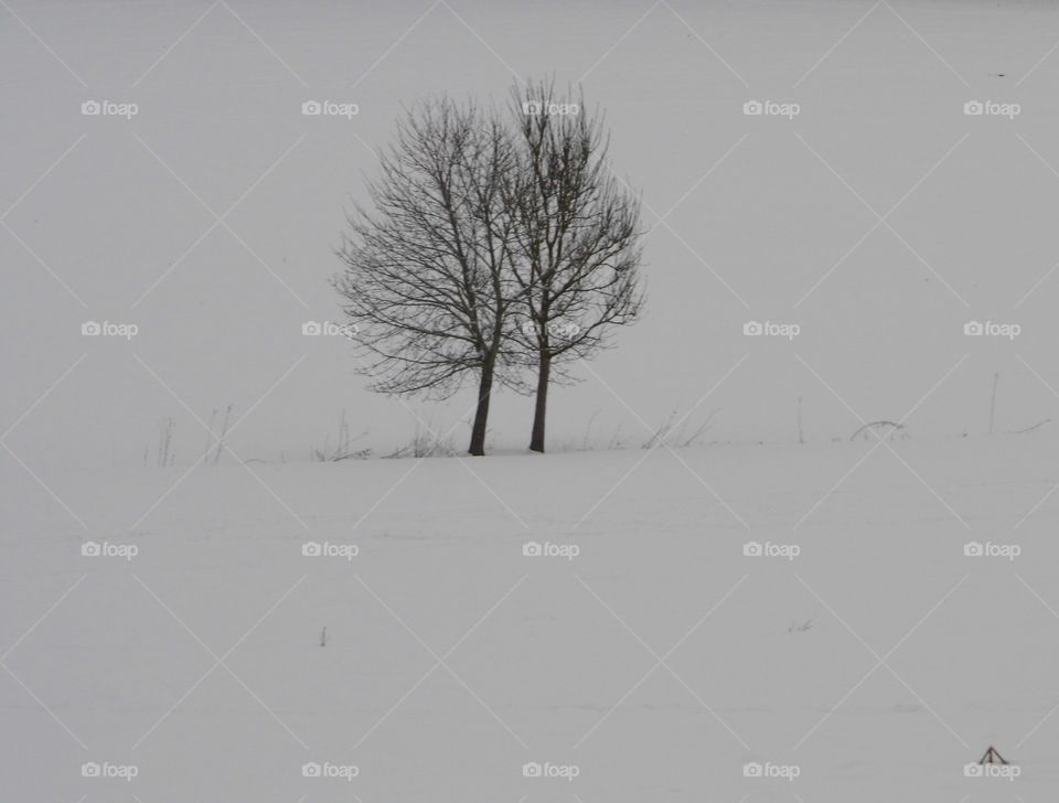 two Tree in landscape and Snow White