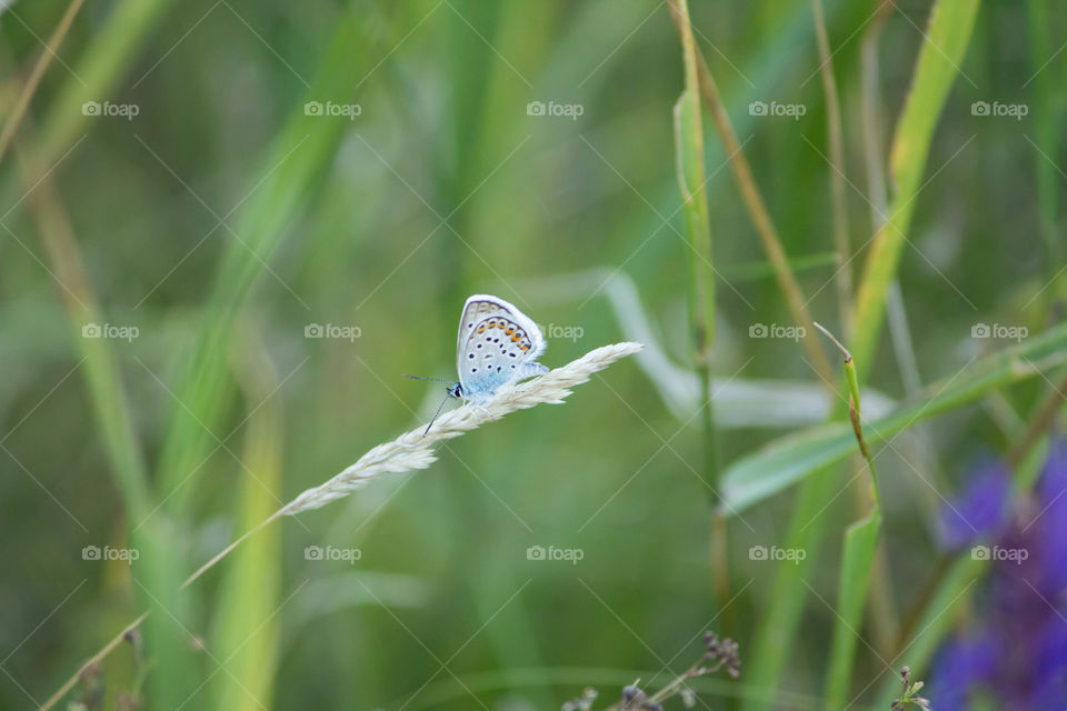 Nature, Summer, Grass, Flora, Insect