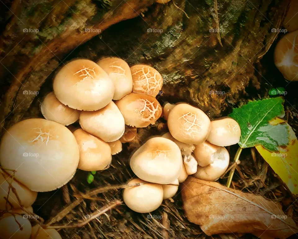 mushroom