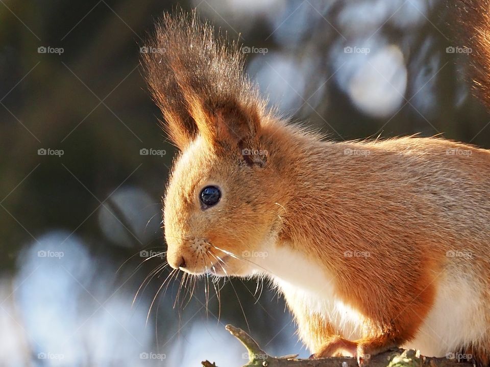 Squirrel and the sun