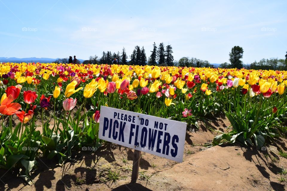 A sign reminds visitors to not pick flowers at the Wooden Shoe Tulip Festival in Woodburn, OR. Spring 2018. 