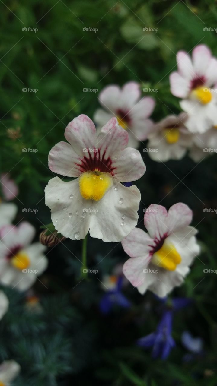 Exotic white flower