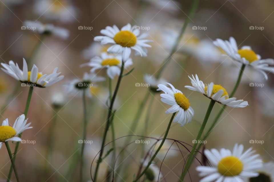 Daisies 