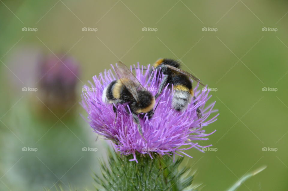 Two Bumblebees On A Wildflower