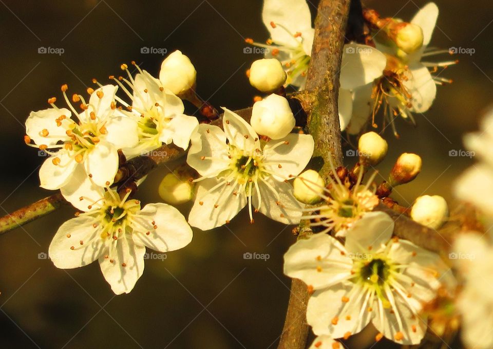 Spring blossom