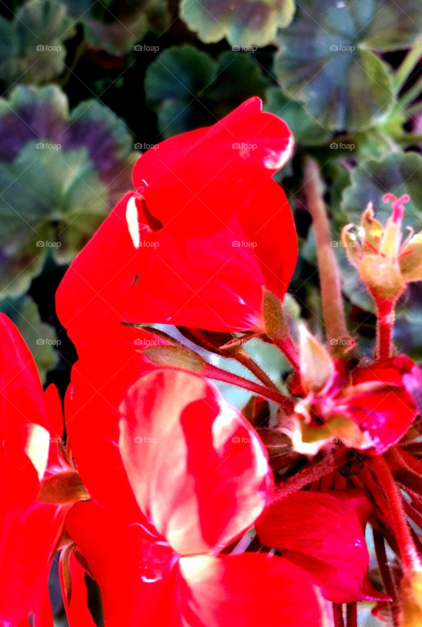 Nature. Geraniums