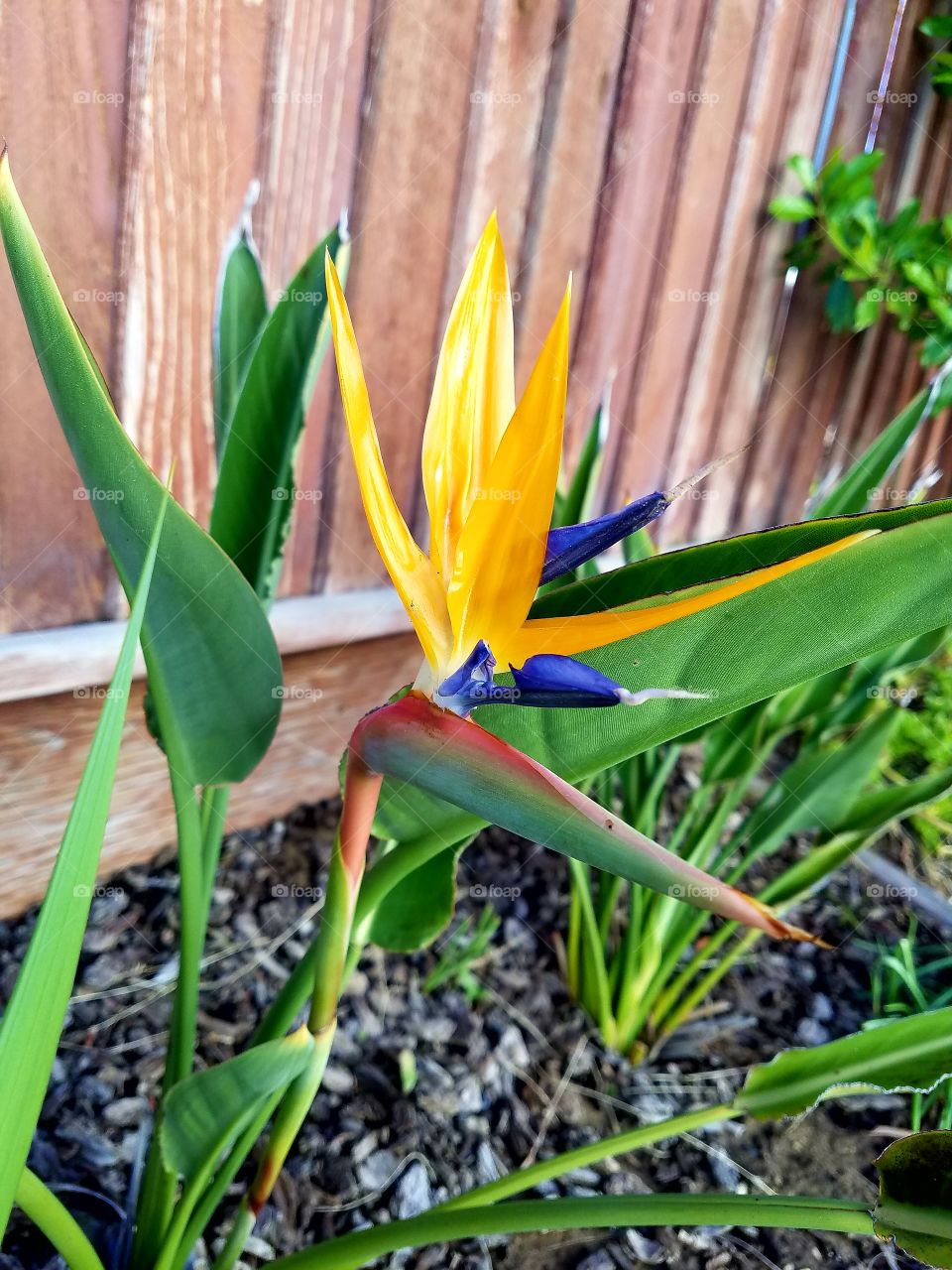 bird paradise flower