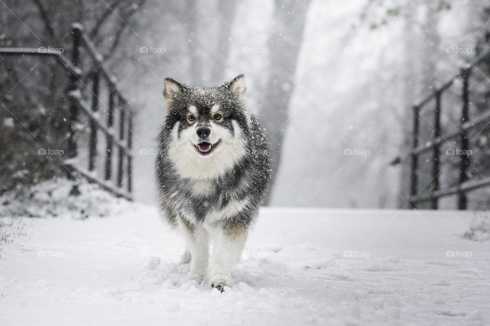 Portrait of a young Finnish Lapphund outdoors in winter season 