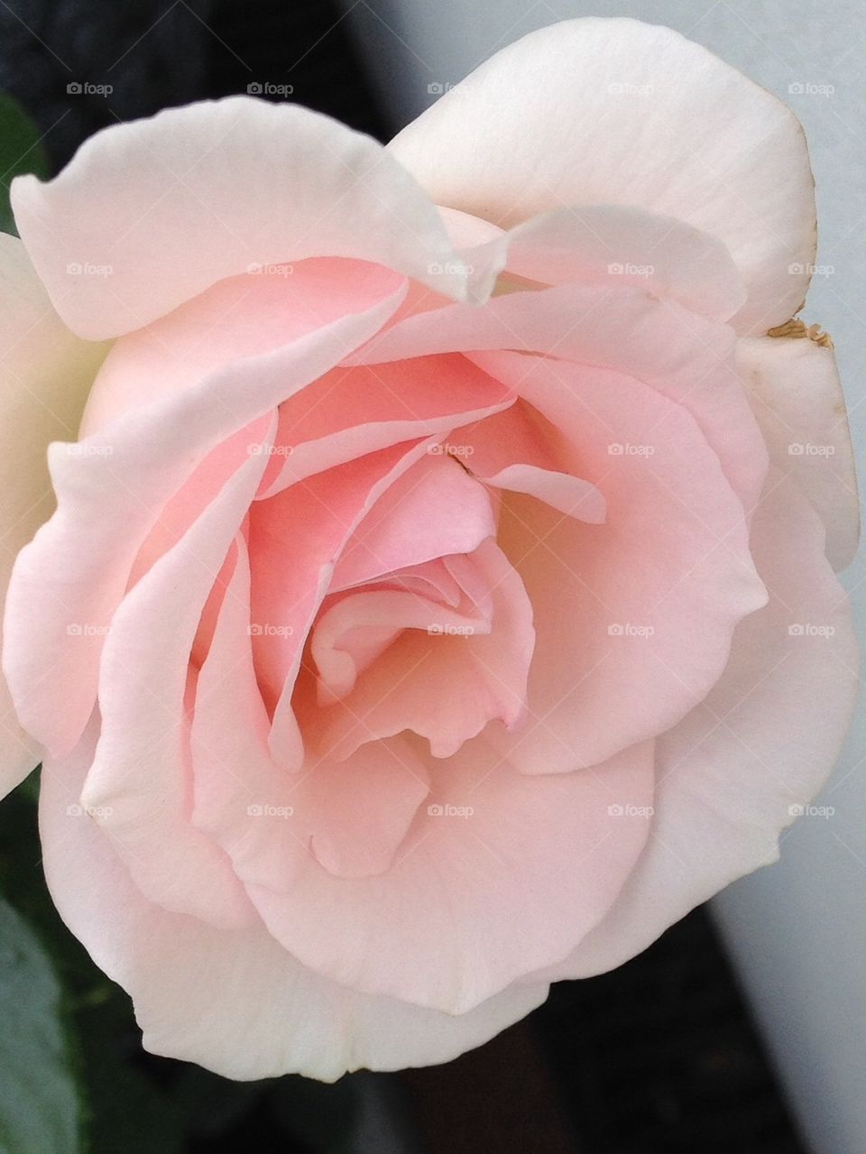 Pink rose