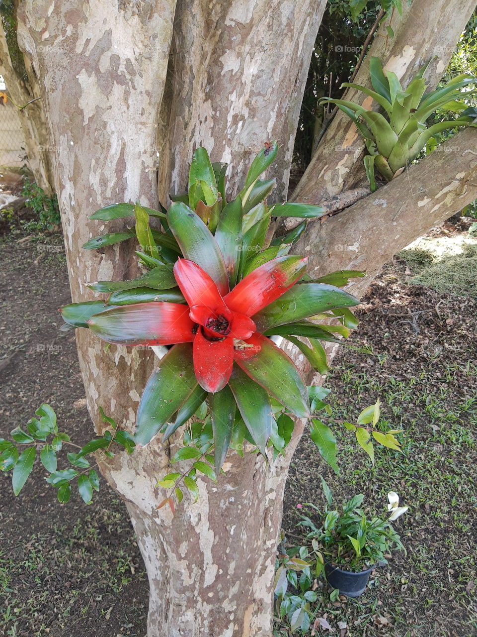 red bromeliad