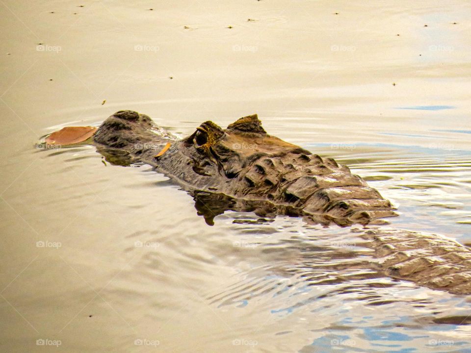 Jacaré flutuando tranquilamente em um fim de tarde de verão.
