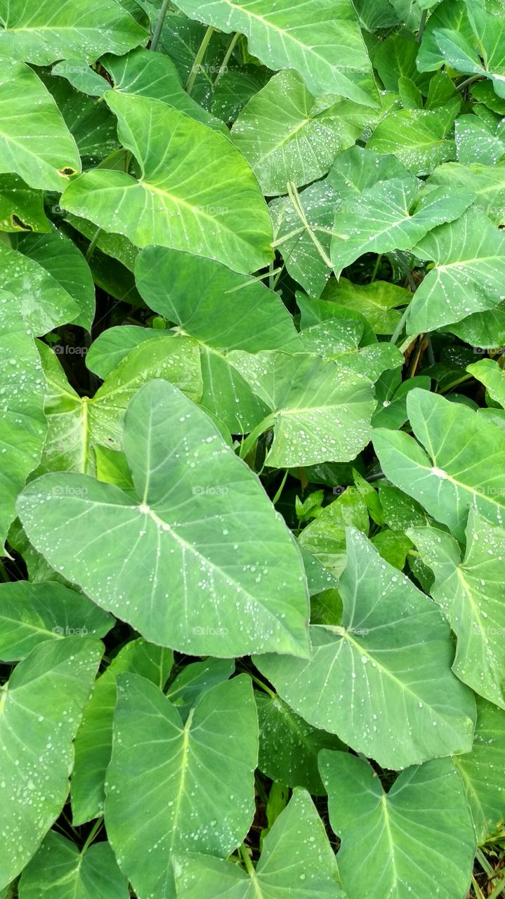 Green leaf edible in India