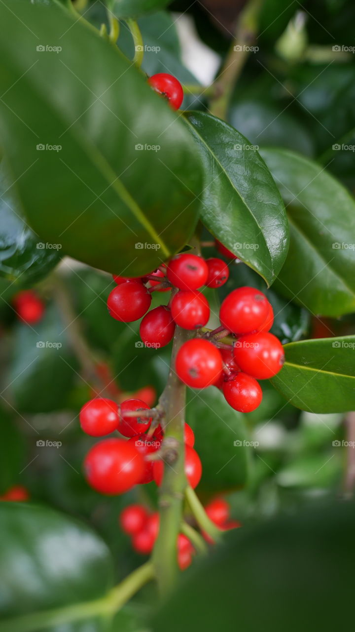 Red berries and green leafs