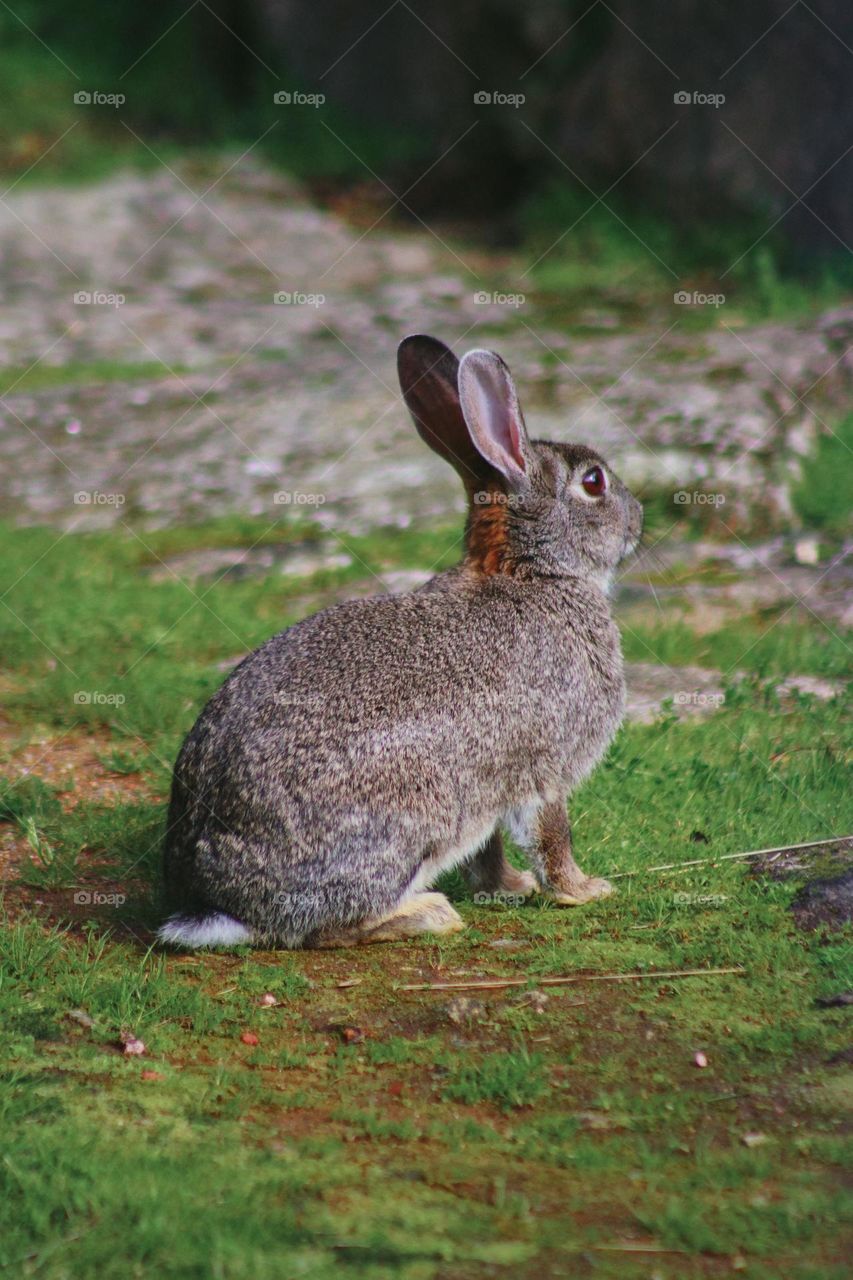 a hare