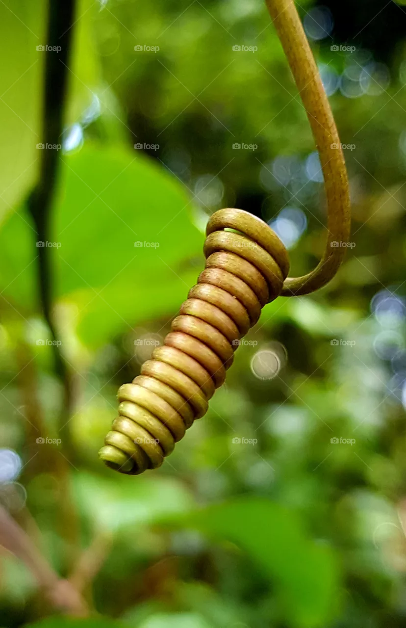 plant sprout