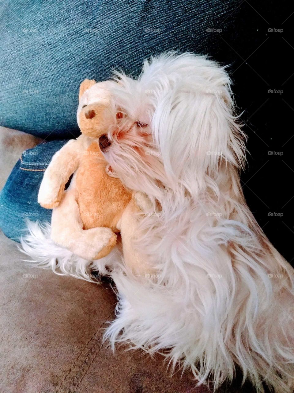 Puppy and teddy bear