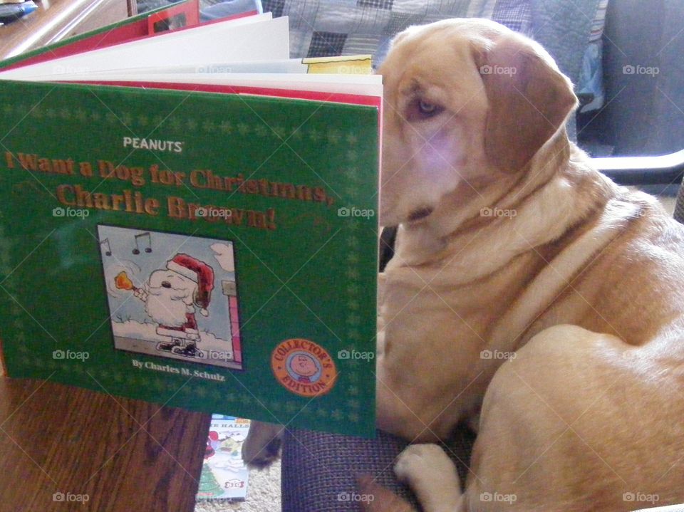Ginger is reading a Charlie Brown book. She is a yellow Labrador retriever.