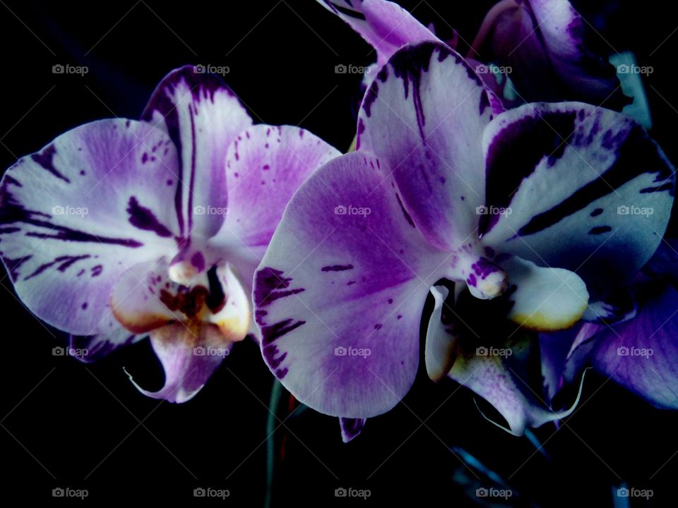 Purple orchids