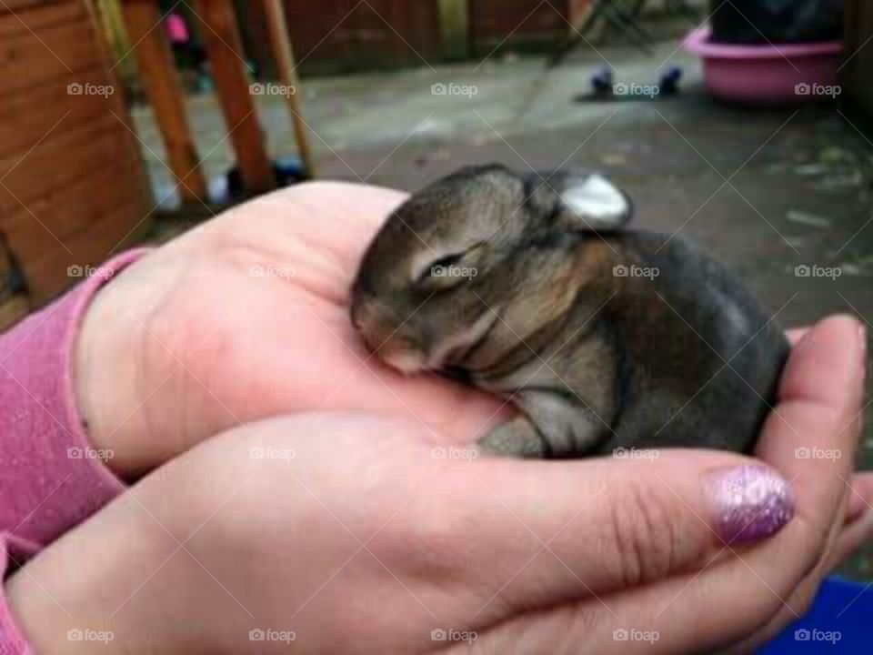 Bunny rabbit baby.