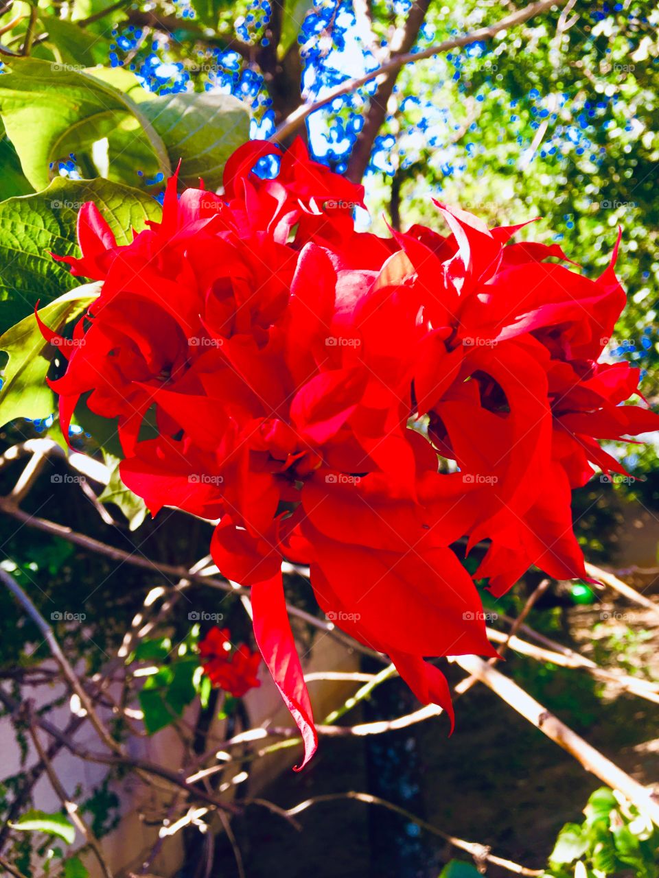 🌼#Flores do nosso #jardim, para alegrar e embelezar nosso dia!
#Jardinagem é nosso #hobby.
🌹
#flor #flowers #flower #pétalas #garden #natureza #nature #flora #photography #fotografia 