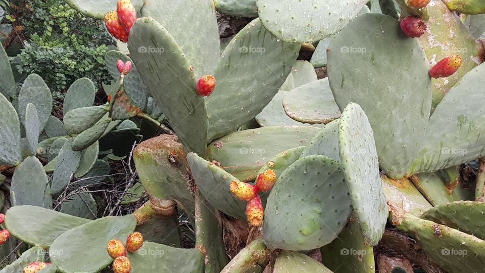 figs of india