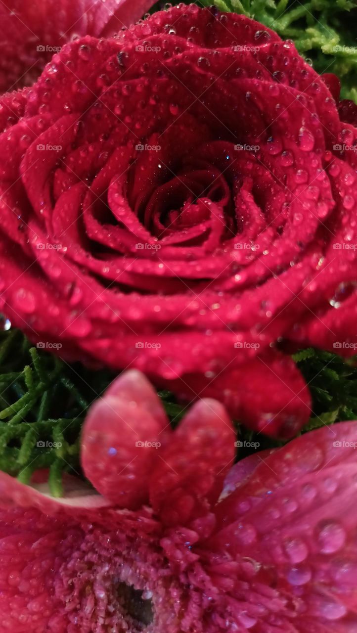 rose flower with dew